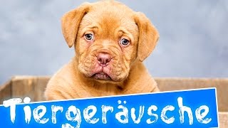 Tiergeräusche für kinder  35 echte Tiere  Deutsch [upl. by Akcired801]