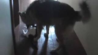 Vicious German Shepherd Attacks Cat [upl. by Il]