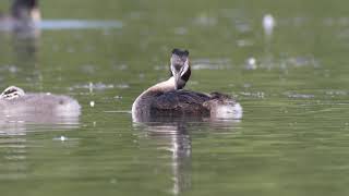 Great crested grebe quotpodiceps cristatusquot [upl. by Seko]