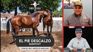 Vivir sin Herraduras Descalza a tus Caballos entrevista a Arcelio Aguilar Especialista BAREFOOT [upl. by Conlon]