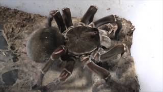 Tarantula feeding video 4 [upl. by Decrem]