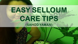 Selloum sahod Yaman Plant care TipsEasy and Simple care [upl. by Thackeray]