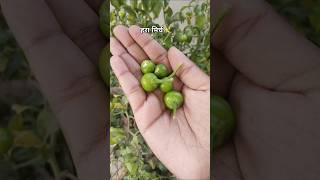 GREEN CHILLIES ✨harvesting plants gardeningshortsvideo subscribe like [upl. by Zanlog722]