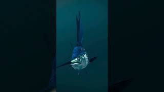 Swordfish REGULATE TEMPERATURE amp the purpose of SWORD animals nature shorts viral swordfish [upl. by Naesed]