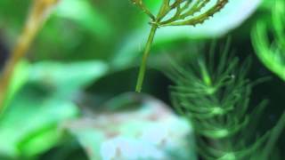 マツモの光合成、茎の切り口から出る気泡 hornwort with oxygen bubbles [upl. by Pierrepont401]