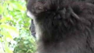 White Handed Gibbon [upl. by Holleran]