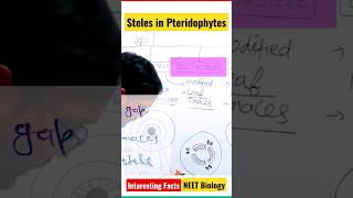 Protostele Siphonostele Dictyostele NEET Biology Interesting Facts Biology Unknown Facts [upl. by Januisz]