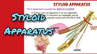 Styloid apparatus [upl. by Gere356]