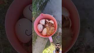 Ande se bacche kaise nikal rahe hain egg funny [upl. by Kingsly]