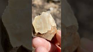 Finding Petrified Wood and Agates in Central Oregon shorts rockhounding agate petrifiedwood [upl. by Ttenneb19]