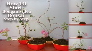 How to Start Bougainvillea Bonsai Step by Step amp Growing TipsGREEN PLANTS [upl. by Abehshtab]