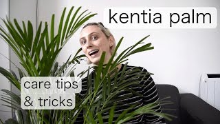 KENTIA PALM Care  Kentia Palm Care Tips and Tricks [upl. by Acassej]