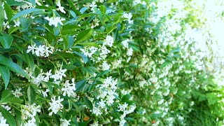 Star Jasmine Trachelospermum jasminoides [upl. by Ocker]