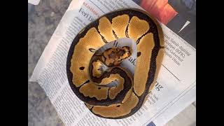 Male BALL PYTHON CLOWN ENCHI Reupload [upl. by Jennifer]