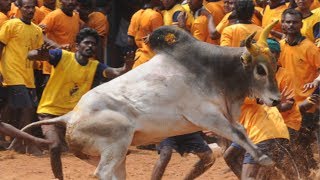 Jallikattu Bulls to get tokens under new regulations set by Tamil Nadu govt [upl. by Mook]