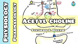 Acetyl choline  synthesis amp release [upl. by Ientruoc]