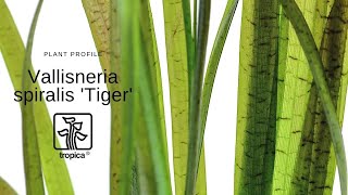 Vallisneria spiralis Tiger [upl. by Ireg]