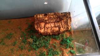 How to setup a garter snake tank August 2013 [upl. by Ahsahtan782]