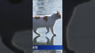 A cat walks across the frozen han river fypシ゚viral funny fypage shorts [upl. by Guthry678]