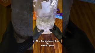 All in One Mushroom Grow Bag Week 4 Update FRUITING TIME mushroom [upl. by Yenaled537]