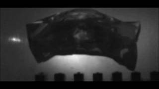 SLOW MOTION 308 Winchester Federal 150gr Fusion JSP impacting ballistic gelatin [upl. by Antipas]