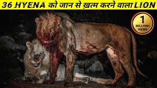 Hyena killer  दुनिया में सबसे ज्यादा हायना को मारने वाला lion  The True Story Of Lion [upl. by Yanat727]