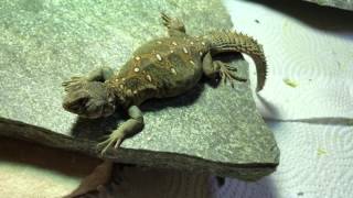 Ocellated  Sudanese Uromastyx U ocellata [upl. by Analiese]