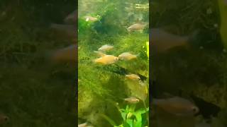 ලොකු පොඩි 🐠🐟😍 fish happy water swimming LeisureLink92 [upl. by Yttap]