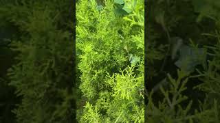 Natural gardenplants greenyoutubeshortstrandinggardenplants [upl. by Cressi]