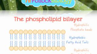 The Fluid Mosaic Model of the Cell Membrane [upl. by Aivuy52]