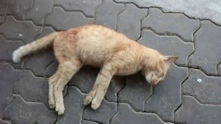 Poor cat got hit by a car RIP [upl. by Marlen]