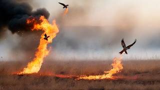 The Birds That Spread Wildfires Australias Craftiest Predators [upl. by Ahtenak]