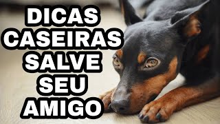 COMO AJUDAR SEU CACHORRO NA CINOMOSE  DÉBORA RODRIGUES [upl. by Hsemar853]