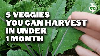 5 Fast Growing Veggies You Can Harvest in Under 1 Month [upl. by Hayse]