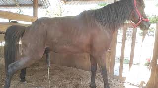 Healthy and cute horse breeding riding horses riding horses carriage horses [upl. by Lamag]