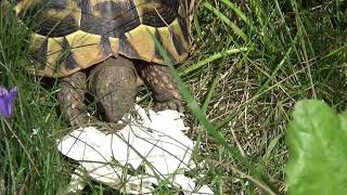 Blümchen die Landschildkröte Teil 4 [upl. by Coombs]