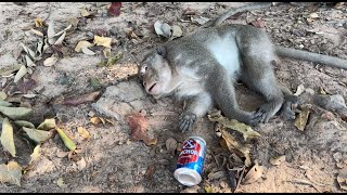 Funny monkeys react drunk and cant move [upl. by Osana]