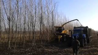 New Holland FR poplar harvest [upl. by Reniti556]