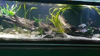 Geophagus tank [upl. by Enihpets]