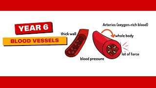 Animals Including Humans Y6 L2 Blood vessels [upl. by Burnside]