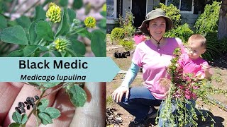 Black Medic  Medicago lupulina [upl. by Mata]