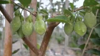 The Growing Process of Aquilaria Tree  沉香树的成长过程 [upl. by Bathsheba690]