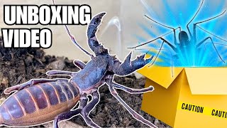 Meet My New Extraterrestrial Pet Unboxing a Whip Scorpion Phrynus whitei [upl. by Llirpa]