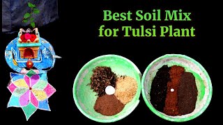 Best Soil Mix For Tulsi Plant Thulasi plantation tulasi plantation organic garden soilmixture [upl. by Avictor]