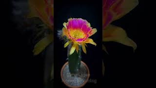 Time lapse flower cactus blooming Witness the magical beauty of a cactus flower in full bloom P24 [upl. by O'Donovan]