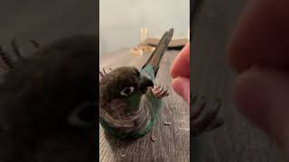 Green Cheek Conure rolls over and lays on his back while eating treats [upl. by Keese]