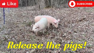 Releasing the piggies [upl. by Andriana450]