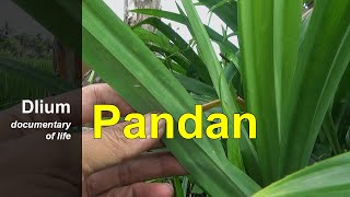 Pandan Pandanus amaryllifolius [upl. by Schick]