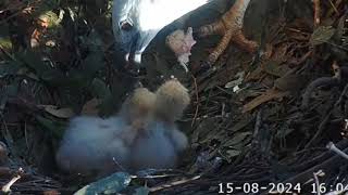 White bellied sea eagle chick  Rare friendly feeding 15082024 [upl. by Marylee]