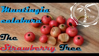 Strawberry Tree Cereal Flavored Fruit Muntingia Calabura [upl. by Yartnoed903]